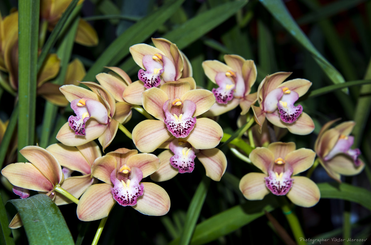 Королевы среди цветов - Орхидеи - Виктор М