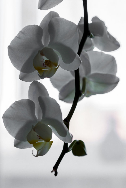 белая орхидея - Цирятьев Алексей