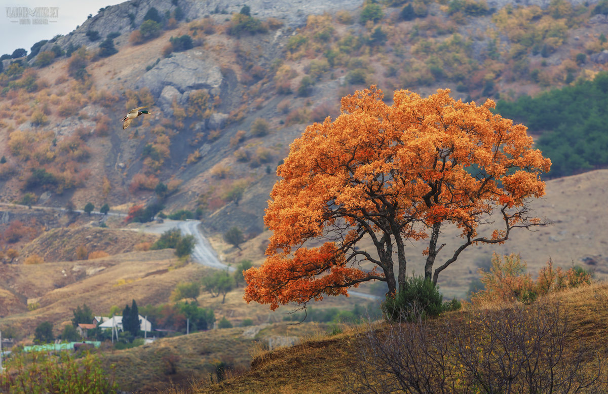 Осеннее жёлтое дерево Крым