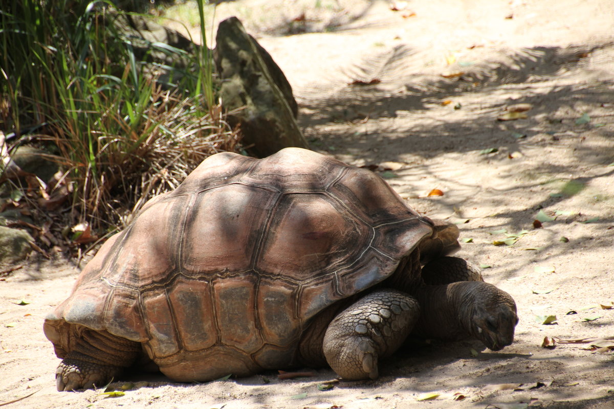 Гигантская черепаха Альдабра - Антонина 