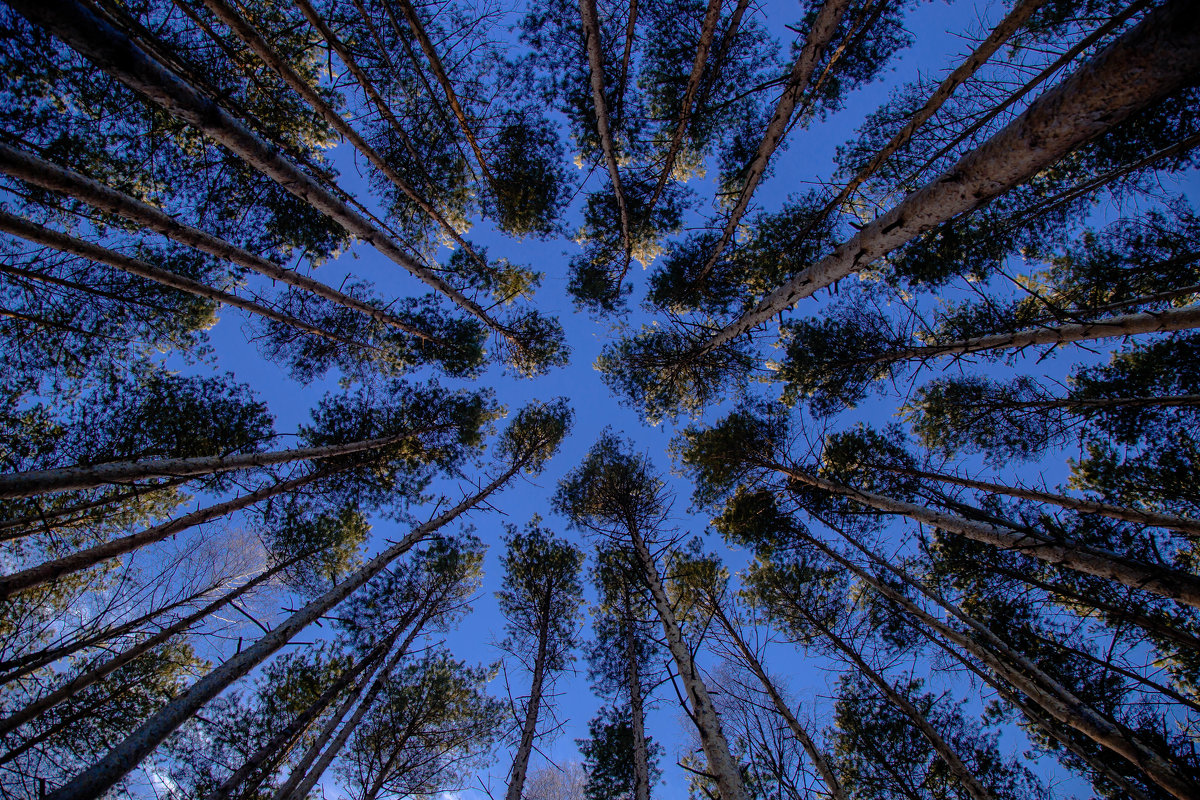 Сосновый лес. - Валерий Гудков