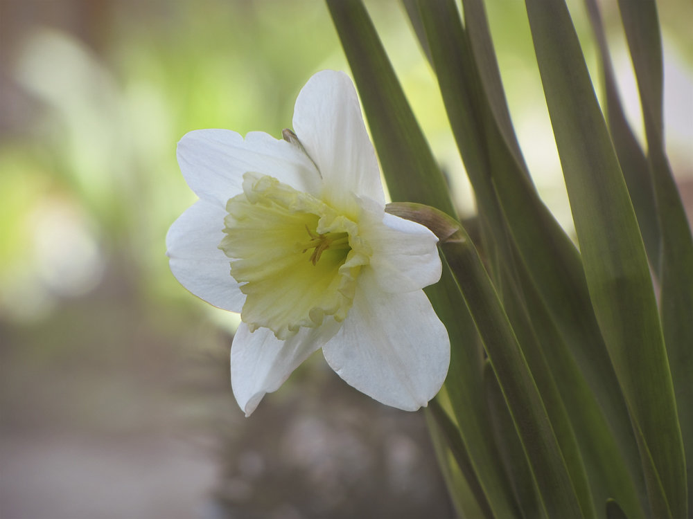 Нарцисс весной - Ольга 
