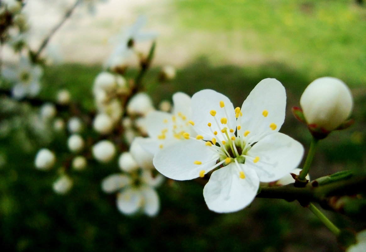 Весенний цветок - Ирина Мищенко