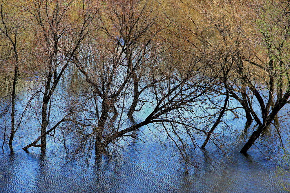 Земное продолжение воды... - Лесо-Вед (Баранов)