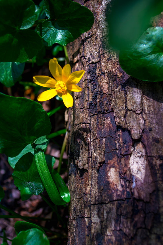цветы весеннего леса - Нина 