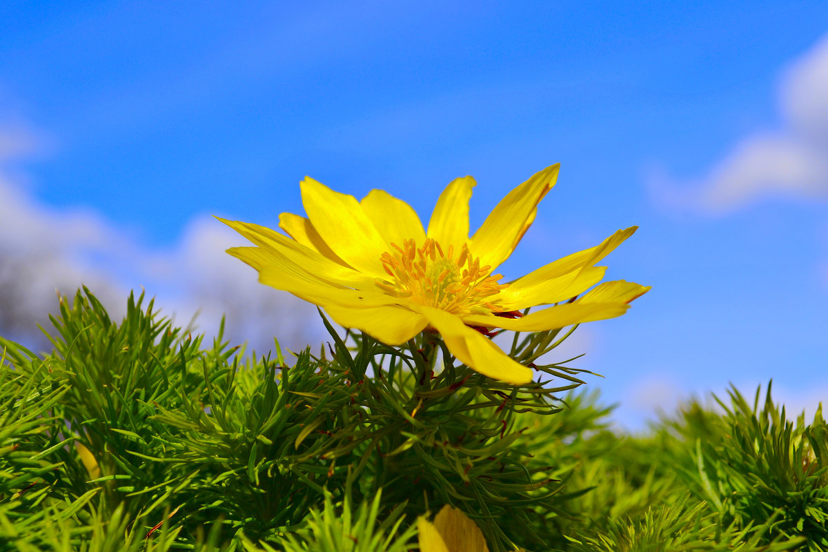 Весенний цветок - Адонис (Горицвет) - Виктор Шандыбин