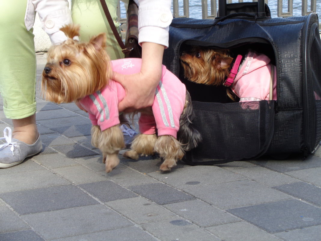 Лозунг для политиков: не кладите всех собак в одну корзину! - Алекс Аро Аро