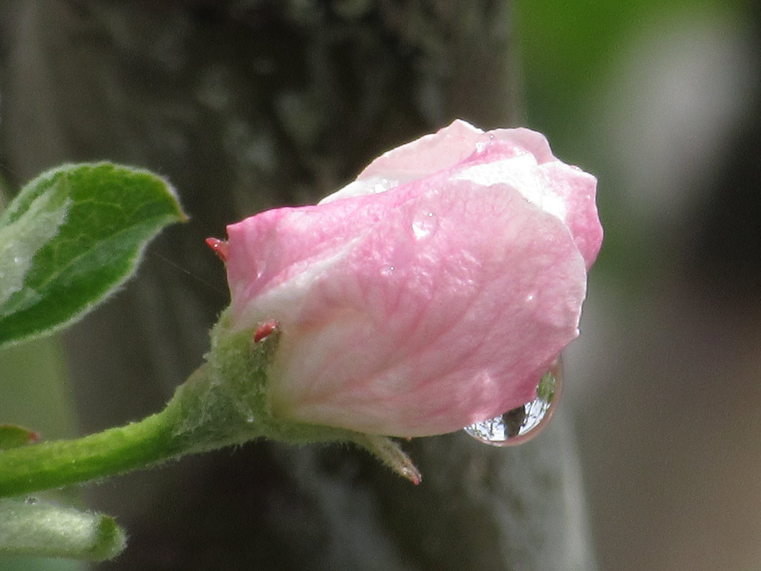 Бутон цветка яблони после дождя. - Вячеслав Медведев