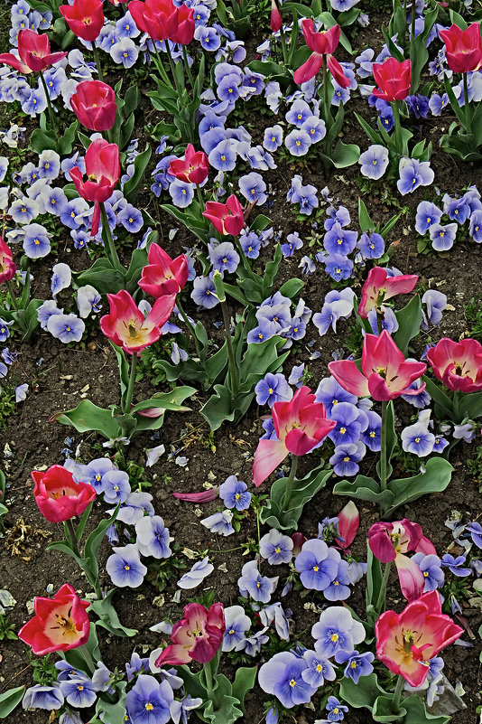 Цветы в апреле 1 - Валерий Дворников
