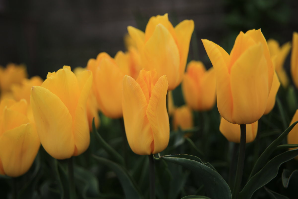 Карликовые тюльпаны - valeriy khlopunov