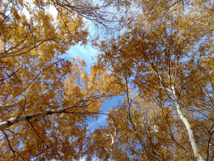 Осенний лес - Рустем Жансеитов