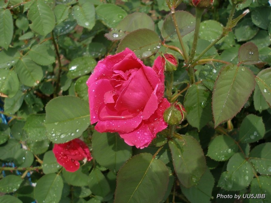 Розы после дождя - Леонид Дудко