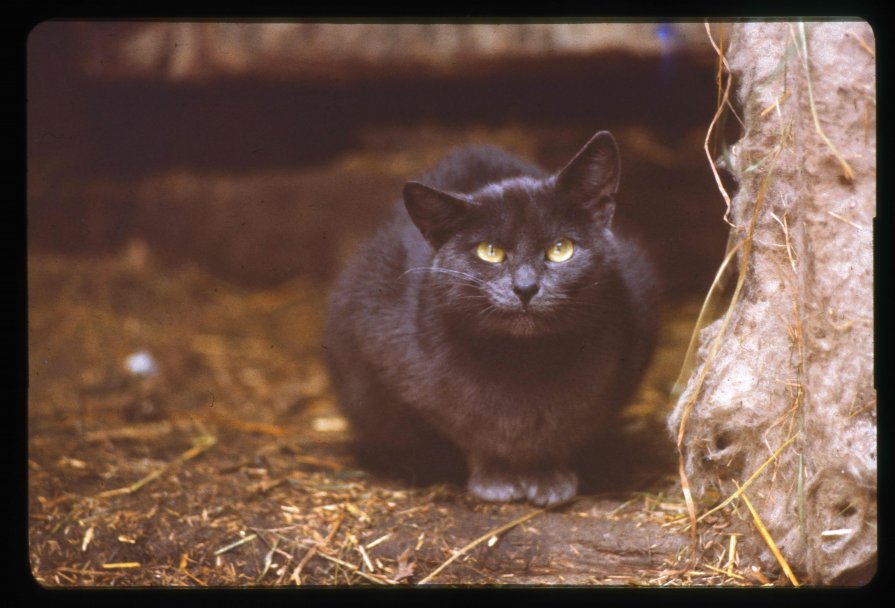 чёрный кот - виталий Цицюрский