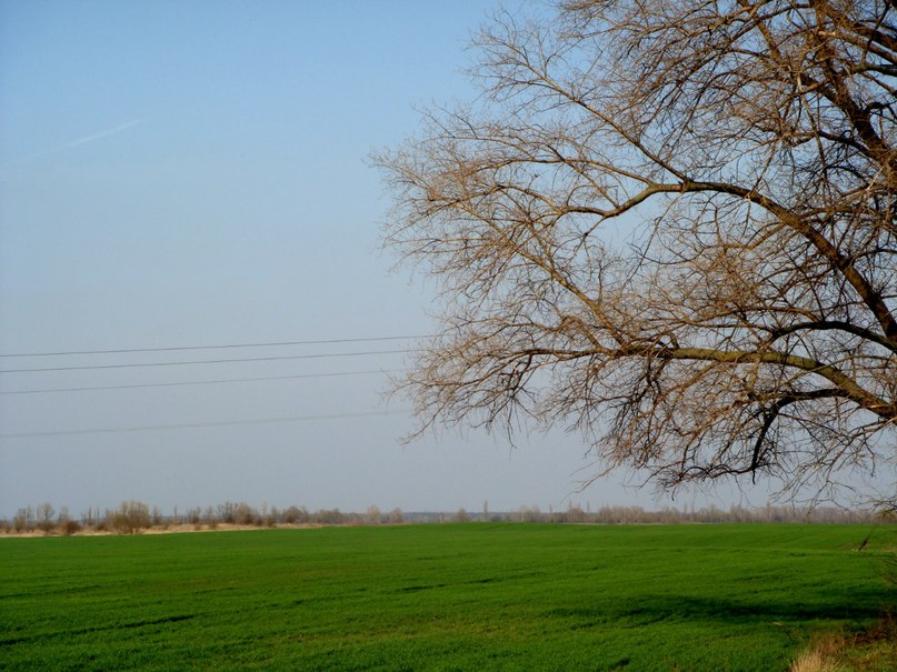 In the field - Роман Комина