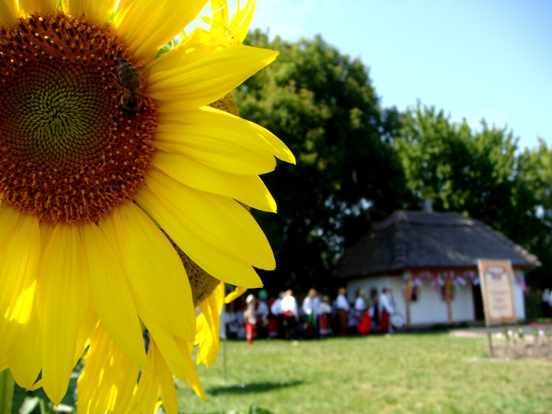 Ukrainian sunflower - Роман Комина