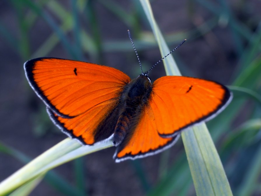 butterfly - vitali bezushka
