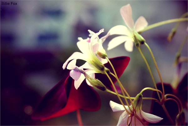 Цветы - Billie Fox