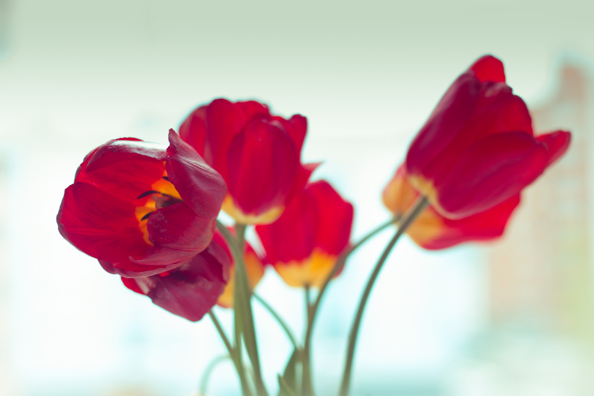 Тюльпаны у окна - Мария Арбузова
