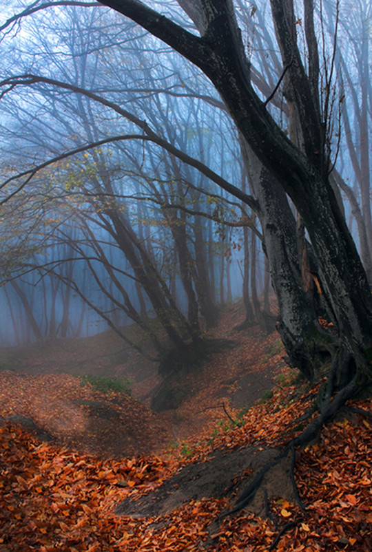 Лесной ноябрь - Виктор Климов