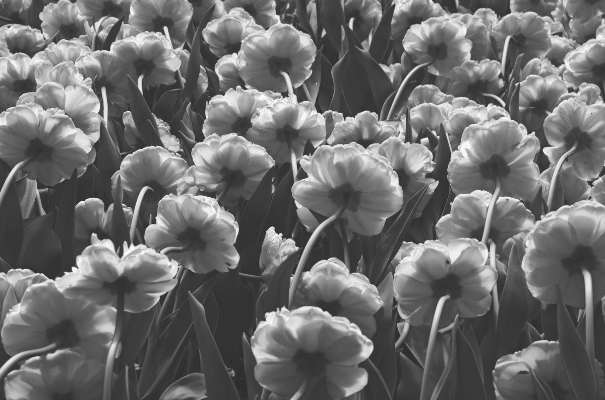 Тюльпаны - Андрей Сазанов