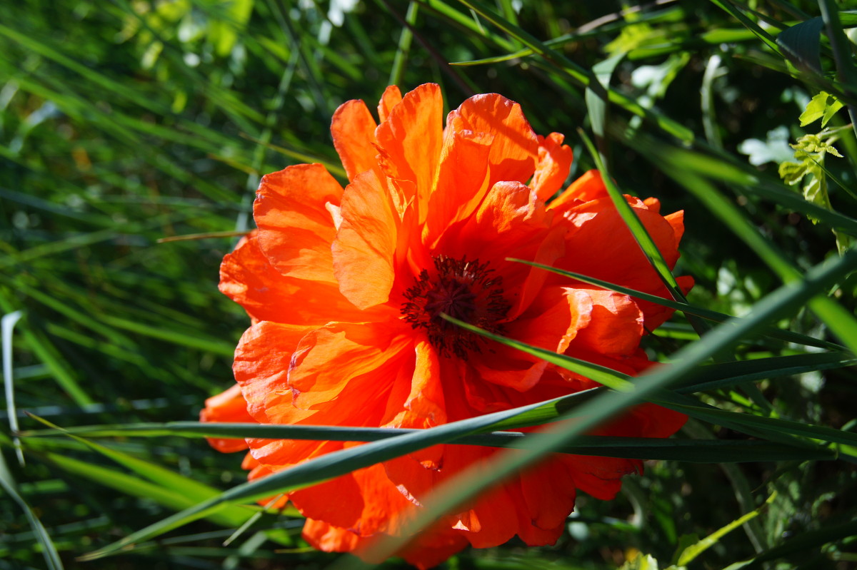 Солнечный маковый цветочек - Дарья Буланкина