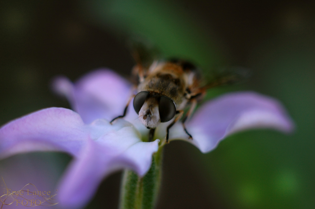 Пчелка - Настенька Пшеничная
