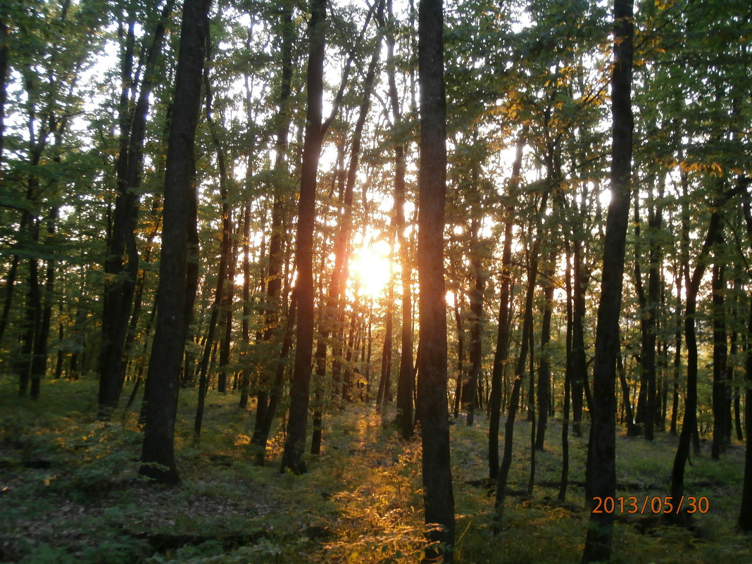 закат в лесу - Сергей А