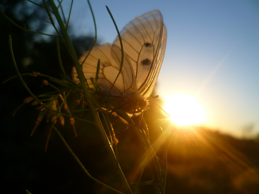 Бабочка на закате - Настя Неверова