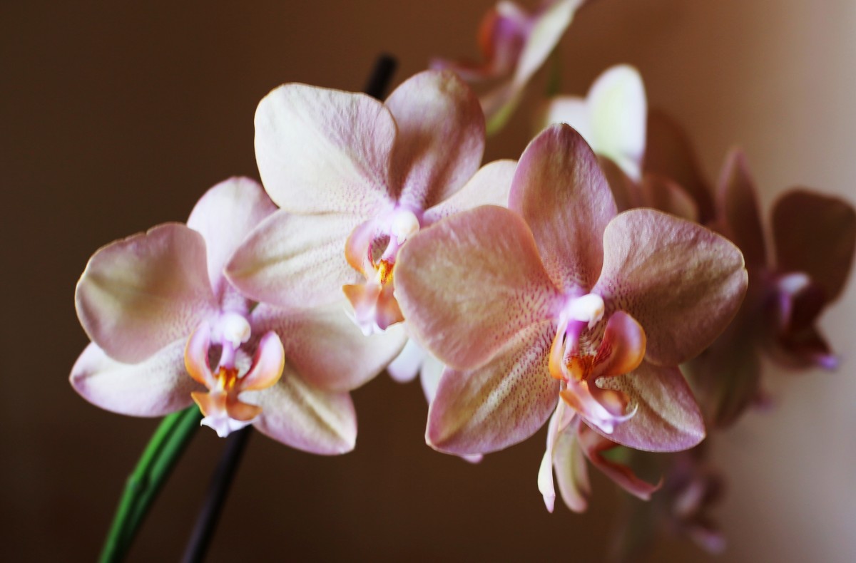 Орхидея фаленопсис - Galina Kazakova