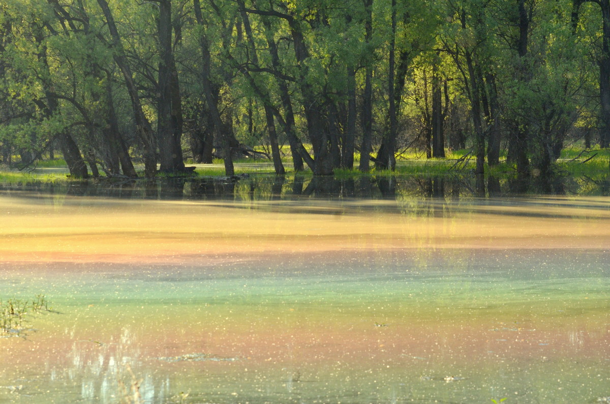 Цветное озеро - Жанна Мальцева
