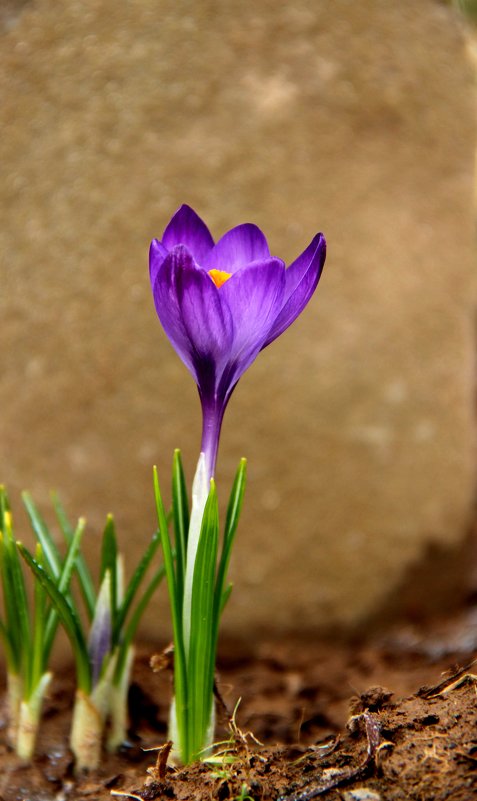 Первый весенний цветок-крокус. - yav 110455