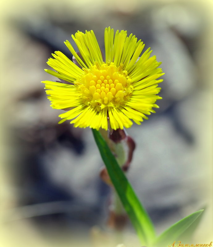 Солнечный цветок весны - Андрей Заломленков
