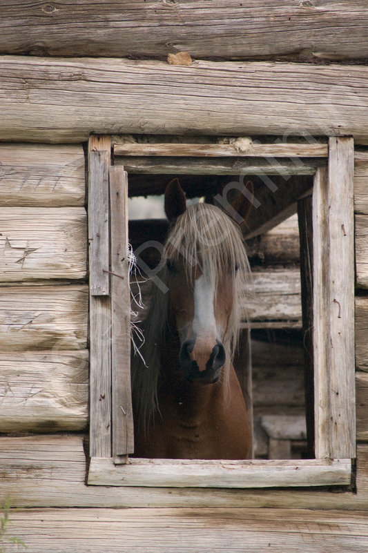 Лошадь в окне - Надежда Преминина