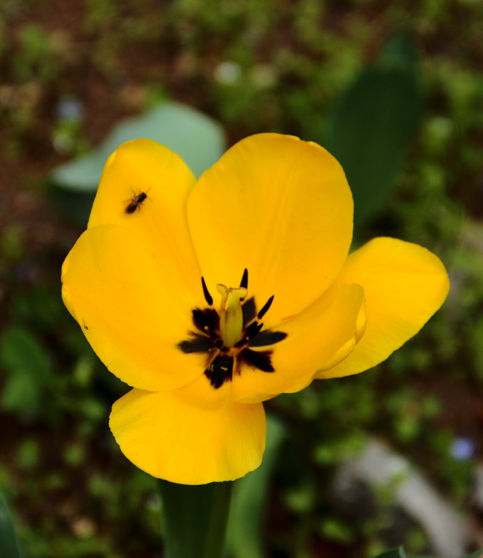 Тюльпаны в ботаническом саду - Светлана 