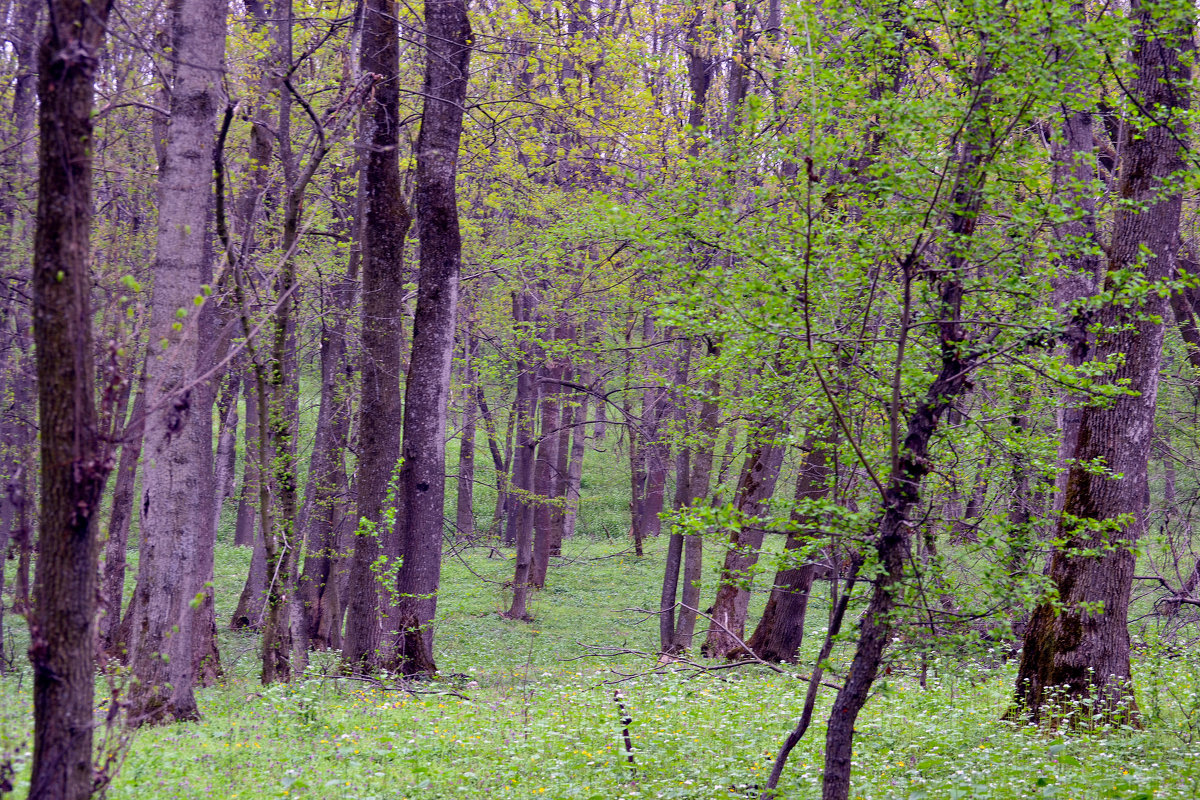 Весенний лес - Nina Streapan