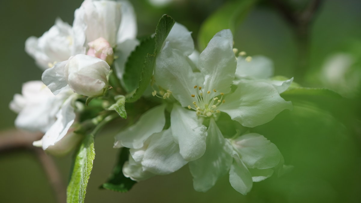 Цвет яблони - Balakhnina Irina