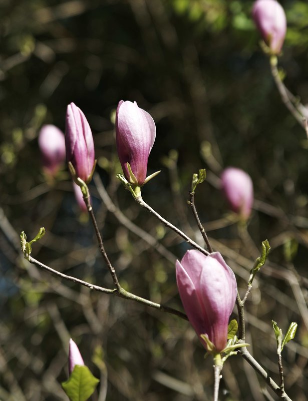 тюльпановое дерево - Александр Бессараб