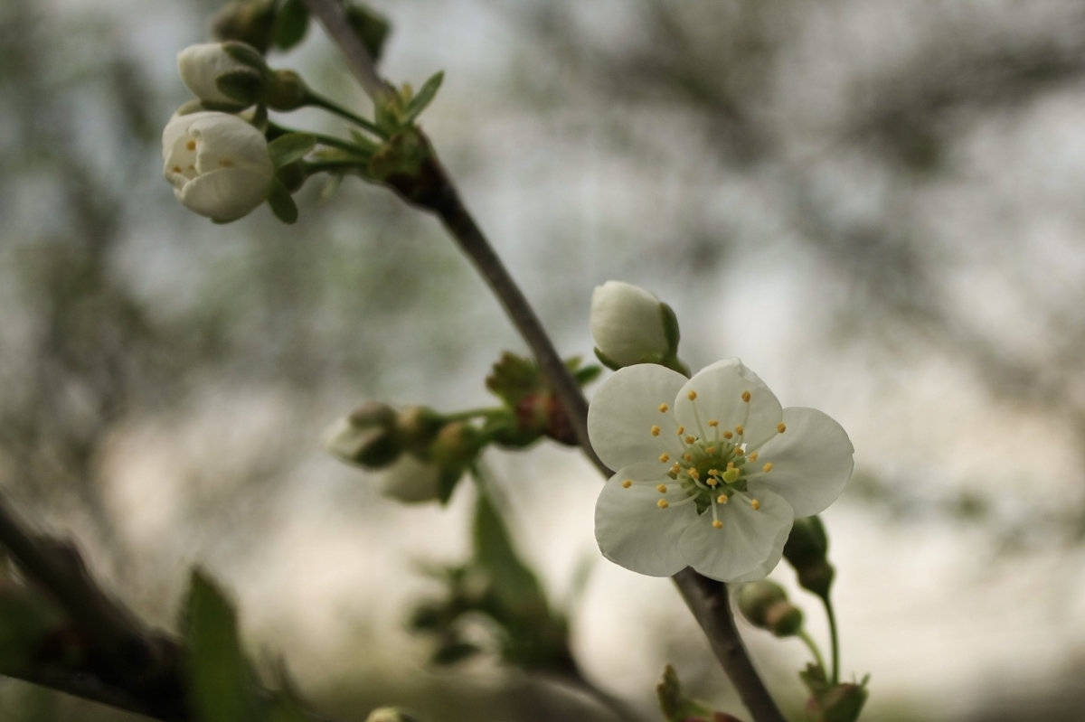 Цветок вишни - shabof 