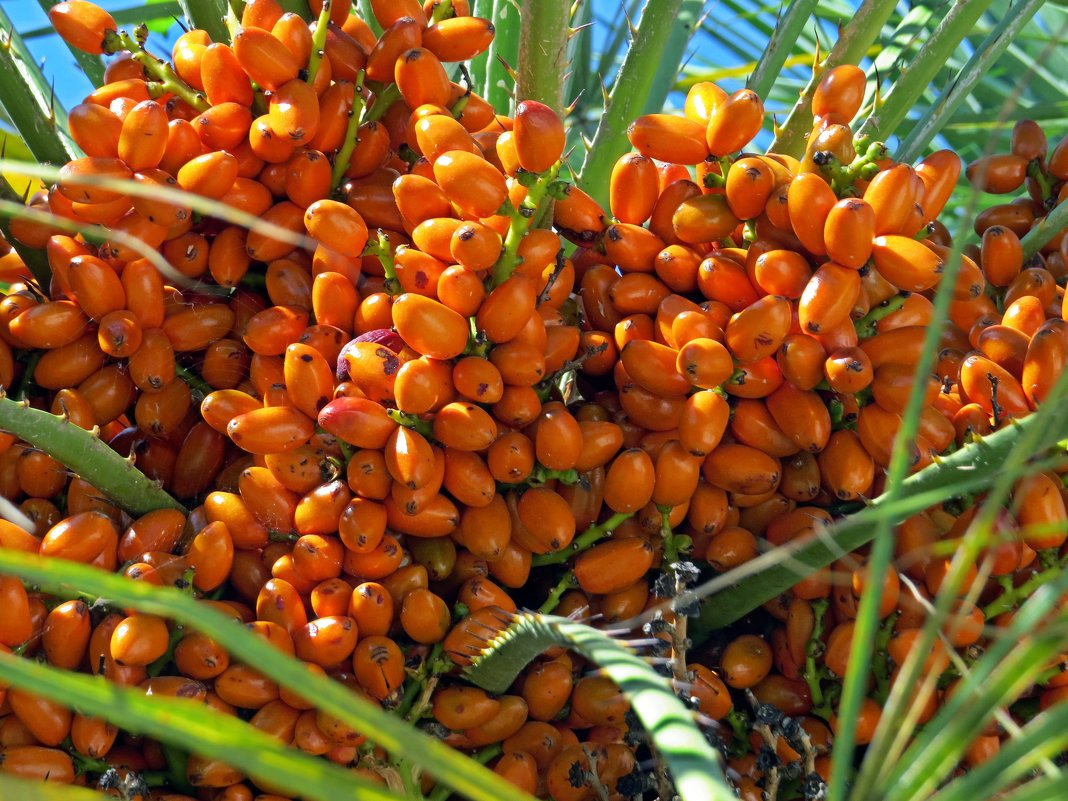 Плоды пальмы - Вера Щукина