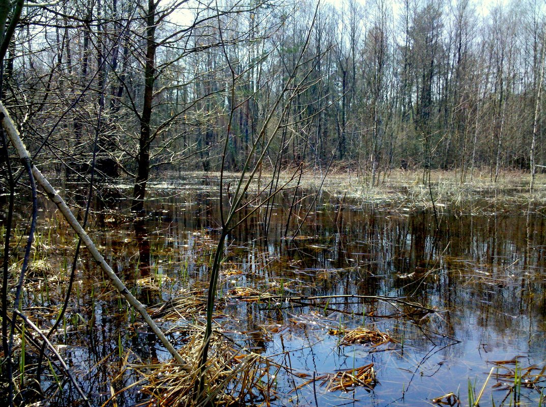 весенний лес - Александр Прокудин