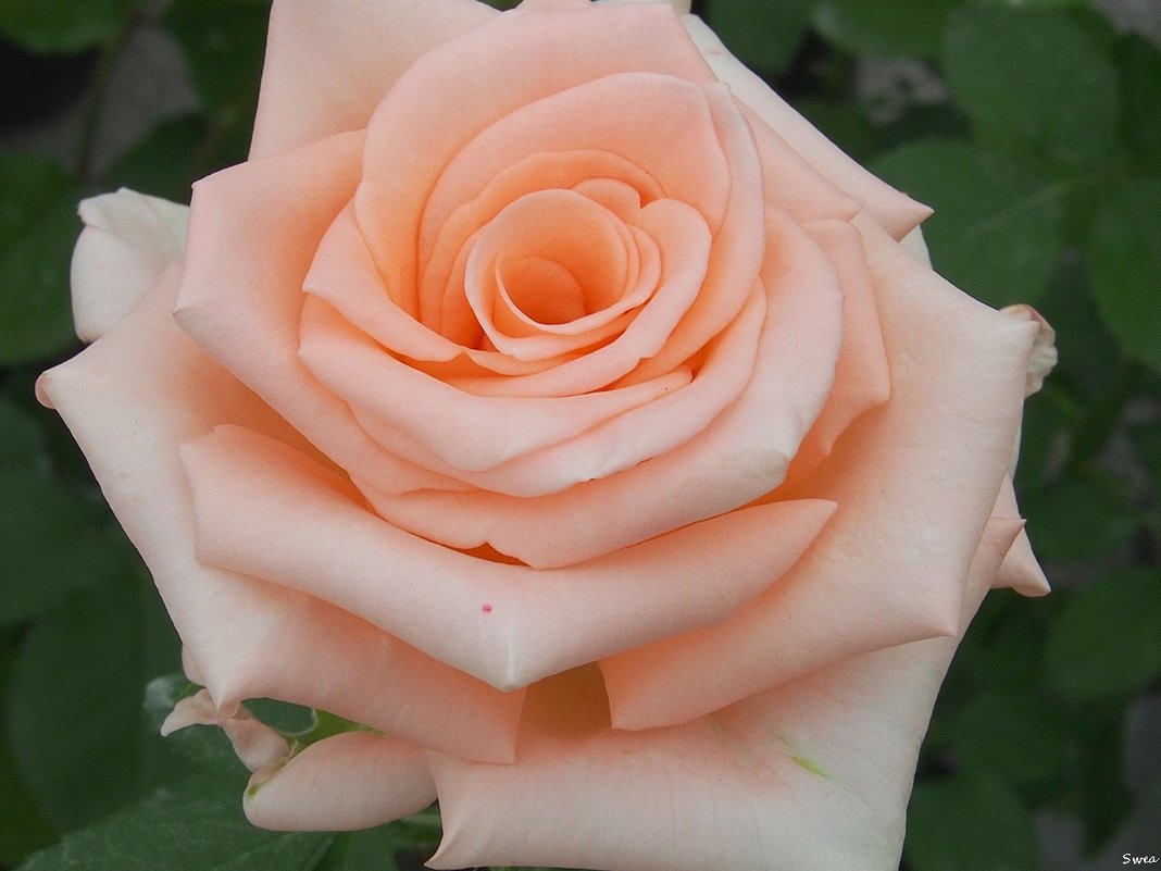 Прекрасная роза - wea *