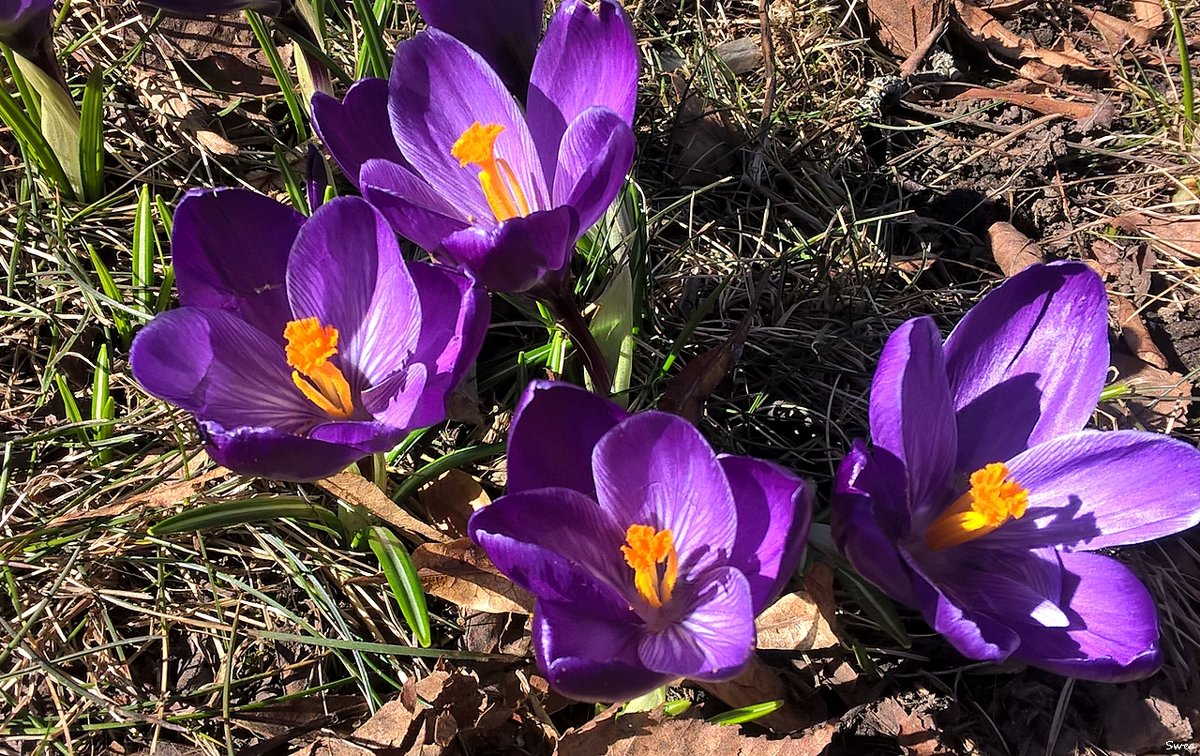 Фиолетовая весна - wea *