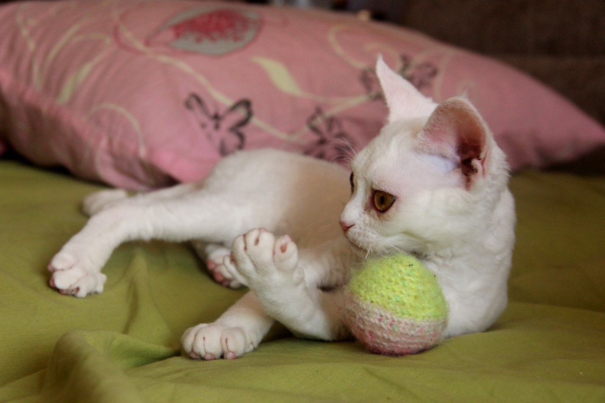Белый котенок девон-рекс с любимой игрушкой - Галина Приемышева