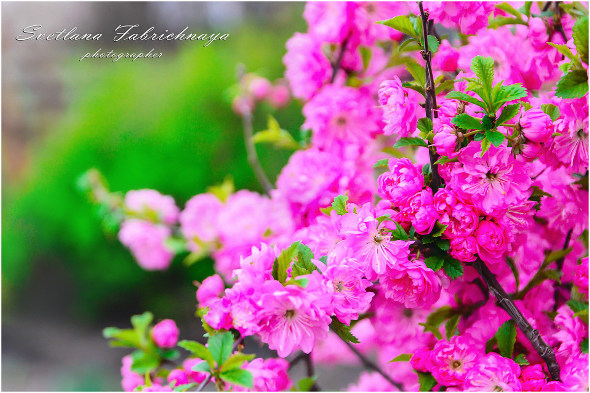 Каждую весну восхитительная сакура расцветает снова, принося радость и надежду обновления. - SVETLANA FABRICHNAYA