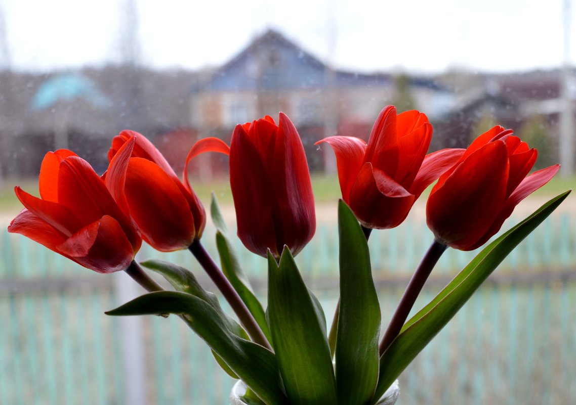 Первые тюльпаны - Ольга 