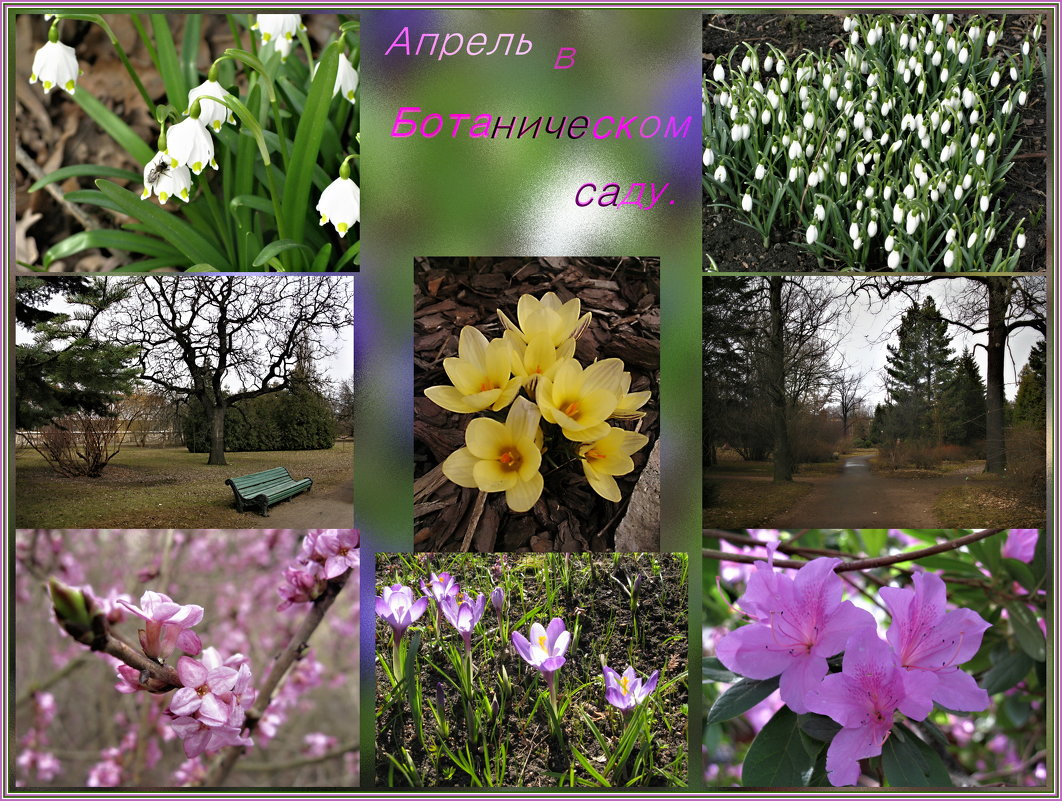 Весна в Ботаническом саду. - ТАТЬЯНА (tatik)