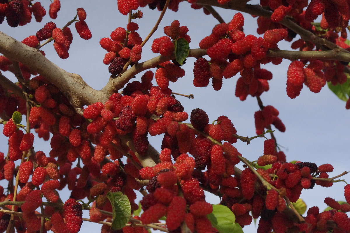 красная ягода - İsmail Arda arda