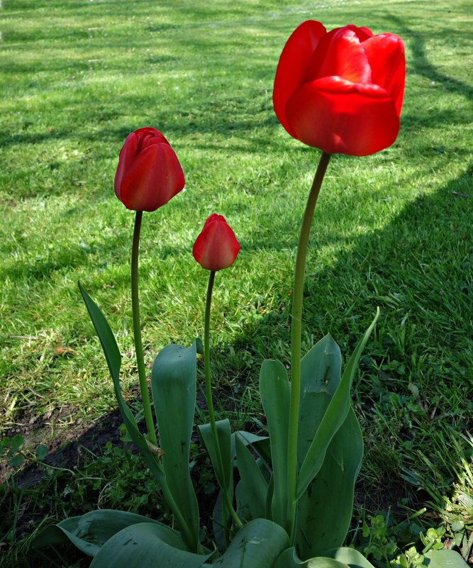 "...Пылают счастьем красные тюльпаны, Слегка склонившись аленьким цветком....!" - Galina Dzubina