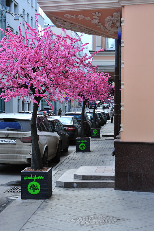 "Сакура" в московском переулке - Виктор Берёзкин