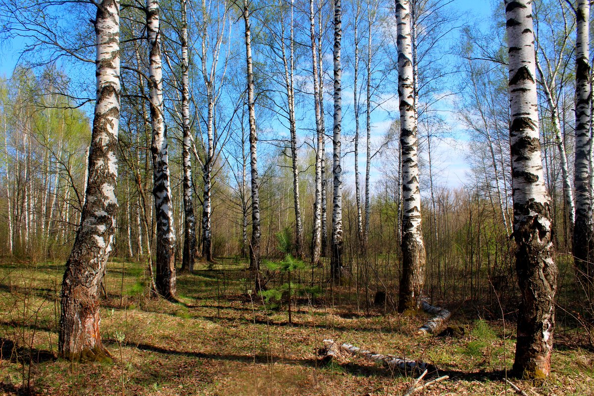 Весенний лес - Милагрос Экспосито